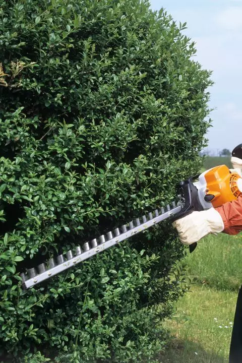 entreprise spécialisée en arboriculture en beauce droite
