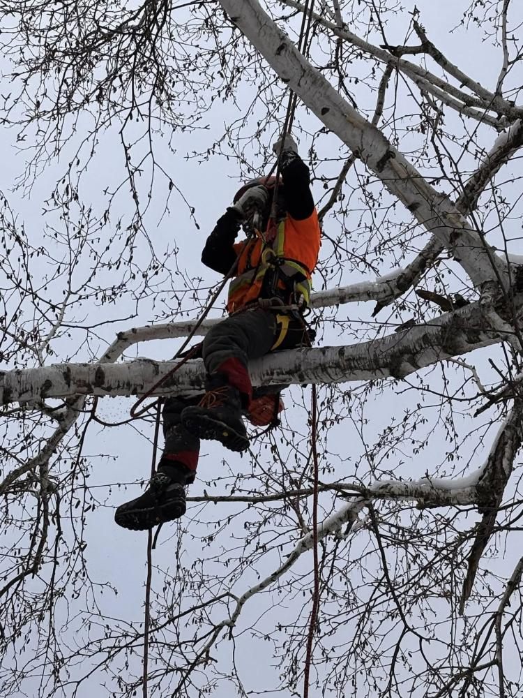 Arboriculture (13)