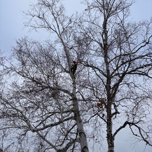Arboriculture (5)