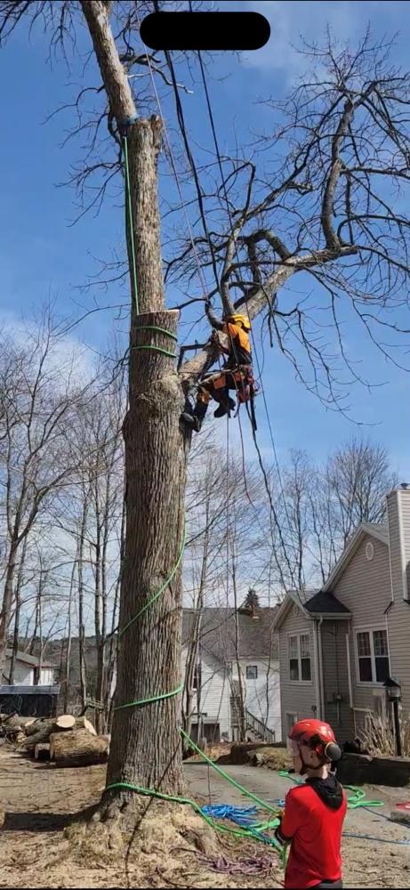 Arboriculture (6)